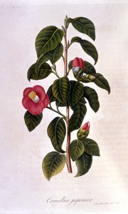 Deska botaniczna: Camelia z Japonii. Grawerowanie z XIX wieku autorstwa Unknown artist