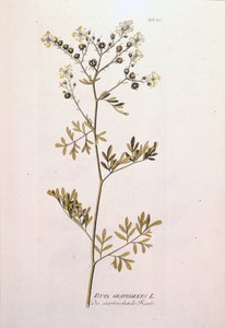 Tablica botaniczna: rue officinale (Ruta graveolens). W „Ikonach Roślin Leczniczych” J.J.Plencka, Wiedeń, Austria autorstwa Unknown artist