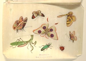 Motyle i inne owady autorstwa Unknown artist