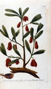 Kardamon. Grawerowanie XVIII wieku. autorstwa Unknown artist