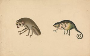 Kameleon i ssak autorstwa Unknown artist