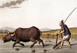 Chiny, oranie upraw ryżu wołowiną - w „Starym i współczesnym stroju” Julesa Ferrario autorstwa Unknown artist