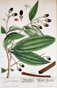 Cynamon de Malabar (Indie) - deska botaniczna autorstwa Unknown artist