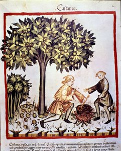 Zbiór i przygotowanie kasztanów jesienią. Oświetlenie z doju medycyny i dietetyki „”Tacuinum sanitatis”” autorstwa Unknown artist