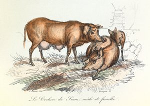 "Completes de Buffon" z nomenklaturą Linneusza i klasyfikacją Cuviera: Les animaux: Le pig de Siam (rycina) autorstwa Unknown artist