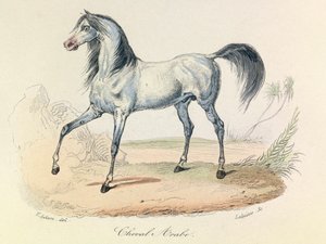 "Completes de Buffon" z nomenklaturą Linneusza i klasyfikacją Cuviera: Les animaux: Cheval Arabe (rycina) autorstwa Unknown artist