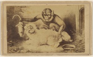 [Kopia obrazu przedstawiającego małpę trzymającą szczura za ogon przed małym białym psem]. autorstwa Unknown artist