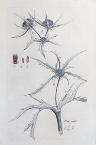 Kraj Panicaut autorstwa Unknown artist