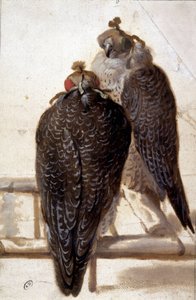 Kilka jastrzębi. Rysunek z XVIII wieku. autorstwa Unknown artist