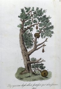 System cięcia do rozwoju drzewek owocowych. Talerz zaczerpnięty z „”Giornale dell