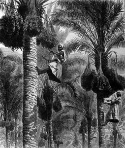 Zbieranie daty na Cejlonie (obecna Sri Lanka) XIX-wieczne grawerowanie autorstwa Unknown artist