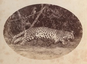 Martwy lampart autorstwa Unknown artist