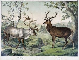 Jelenie - w „Historii naturalnej ssaków”, wyd. Schreiber autorstwa Unknown artist