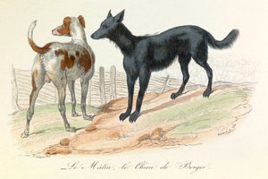 Pies i matyna, dwa zwierzęta sklasyfikowane przez Linneusza i Cuviera (rycina) autorstwa Unknown artist
