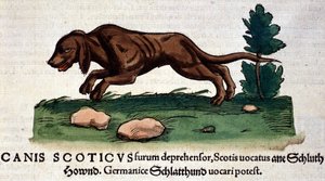 Pies z Historii Animalium Conrada Gesnera, Tiguri 1560. Biblioteca Nazionale Braidense. Mediolan autorstwa Unknown artist