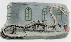 Fałszywy wąż morski doktora Alberta C. Kocha. Szkielet osadzano kośćmi różnych zwierząt. Wąż został nazwany „Hydrarcus Silimanni”. Był wystawiany w Nowym Jorku z wielkim sukcesem w 1845 roku. Kiedy wykryto oszustwo, Koch uciekł i wrócił do autorstwa Unknown artist