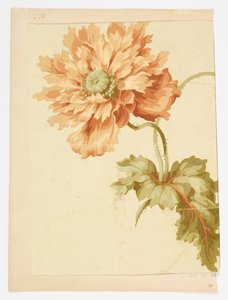 Rysunek autorstwa Unknown artist