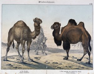 Dromader i wielbłąd - w „„Historie naturalne ssaków””, wyd. Shreiber, Monachium autorstwa Unknown artist