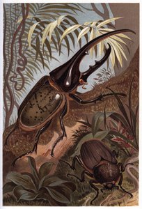 Dynastes hercules, skarabeusz nosorożec - chrząszcz Herkules autorstwa Unknown artist