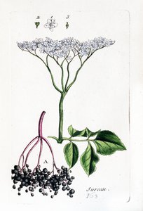 Czarny bez autorstwa Unknown artist