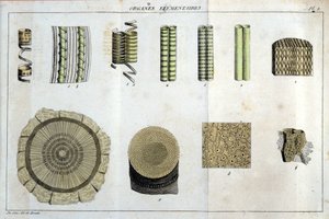 Organy elementarne: w „Flora Francoise, czyli krótki opis wszystkich roślin, które naturalnie rosną we Francji, ułożone według nowej metody analizy, do której dołączamy cytat z ich mniej niejednoznacznych cnót w medycynie i ich użyteczności autorstwa Unknown artist