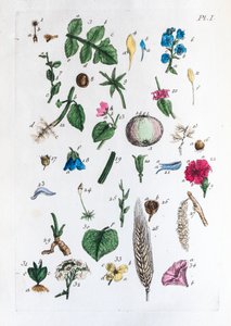 Elementarna tabela rycin i ich nazw we Flora Parisiensis autorstwa Unknown artist