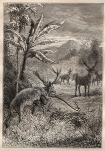 Ekspedycja dookoła świata (1785-1788) Jean Francois Galaup de La Perouse (1741-1788): technika polowania dla Indian z Zatoki Monterey (Kalifornia) - ilustracja z „Wielkich Marynarzy XVIII wieku” autorstwa Unknown artist