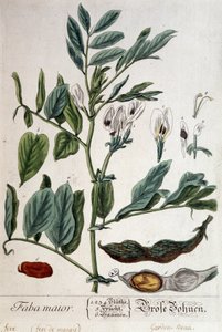 Faba Major (święto bagienne) - plansza botaniczna autorstwa Unknown artist