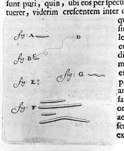 Pierwsza reprezentacja bakterii Opis holenderskiego handlowca i naukowca Antoine van Leeuwenhoek (lub Leeuvenhoek Leeuwenhoeck) (lub Antoni lub Anthonie) (1632-1723) po badaniu bakterii w jego jamie ustnej. Grawer z „Arcana Natura Detecta” 1695. autorstwa Unknown artist