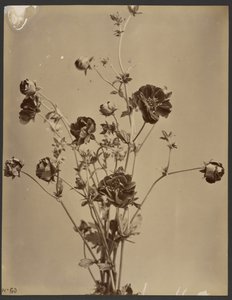 [Studium kwiatowe] autorstwa Unknown artist