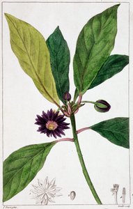 Florida Badiane - deska botaniczna autorstwa Unknown artist