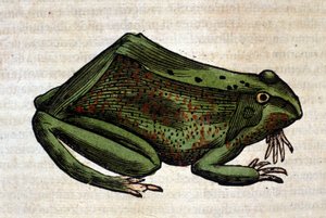 Żaba z Historii Animalium Conrada Gesnera, Tiguri 1560. Biblioteca Nazionale Braidense. Mediolan autorstwa Unknown artist