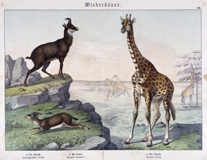 Żyrafa, kozica i gazela - w „Histoires naturelle des ssaków””, wyd. Schreiber autorstwa Unknown artist