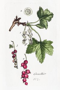 Agrest autorstwa Unknown artist