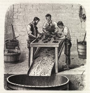 Klasyfikacja winogron na siatce podczas procesu produkcji wina z Burgundii najwyższej jakości. Grawerunek z końca XIX wieku autorstwa Unknown artist