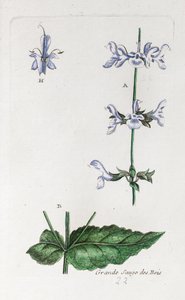 Great Woodland Sage autorstwa Unknown artist