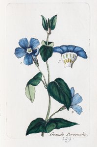 Barwinek pospolity autorstwa Unknown artist