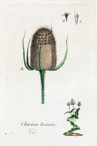 Ostropest plamisty autorstwa Unknown artist