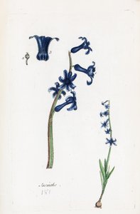 Hiacynt autorstwa Unknown artist