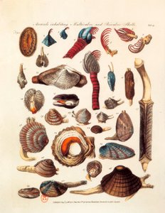 Ilustrowana strona przedstawiająca różne gatunki małży i zwierząt wieloskorupowych zaczerpnięta z traktatów „The Genera Vermium” autorstwa Unknown artist