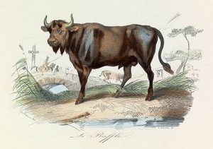 Ilustracja z książki "Complete Works of Buffon": Les Quadrupedes: Le buffalo (rycina) autorstwa Unknown artist