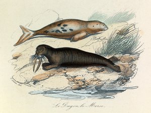 Ilustracja z książki "Complete Works of Buffon": Les Quadrupedes: Le dugon et le walrus (rycina) autorstwa Unknown artist