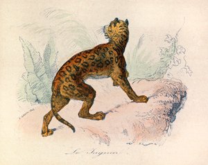 Ilustracja z książki "Complete Works of Buffon": Les Quadrupedes: Le jaguar (rycina) autorstwa Unknown artist