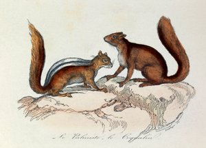 Ilustracja z książki "Complete Works of Buffon": Les Quadrupedes: Le palmist et le coquallin (rycina) autorstwa Unknown artist