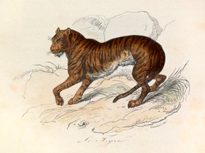 Ilustracja z książki "Complete Works of Buffon": Les Quadrupedes: Le tigre (rycina) autorstwa Unknown artist