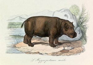 Ilustracja z książki "Complete Works of Buffon": Les Quadrupedes: L