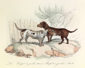 Ilustracja z książki "Complete Works of Buffon": Les animaux: Le basset a torso legs et le basset a straight legs (rycina) autorstwa Unknown artist