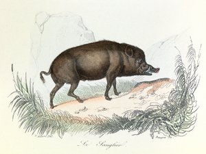 Ilustracja z książki "Complete Works of Buffon": Les animaux: Le boar (rycina) autorstwa Unknown artist