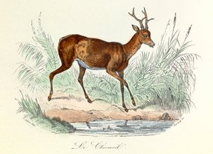 Ilustracja z książki "Complete Works of Buffon": Les animaux: Jeleń (rycina) autorstwa Unknown artist