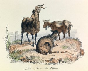Ilustracja z książki "Complete Works of Buffon": Les animaux: Le goat et les goats (rycina) autorstwa Unknown artist